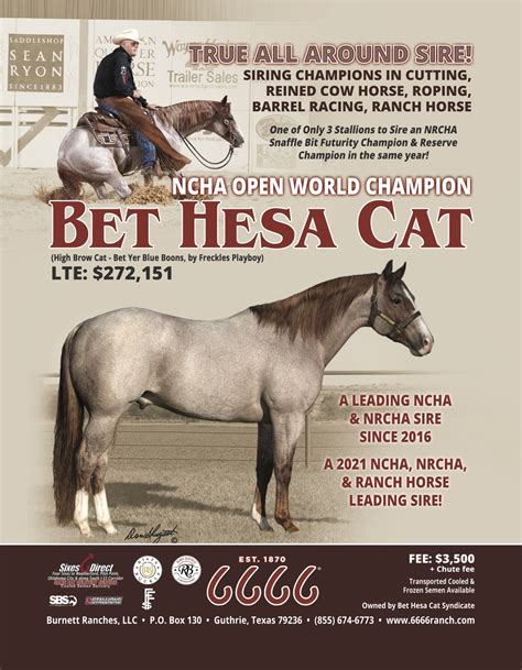 bet hesa cat|bet hesa ginnin stallion.